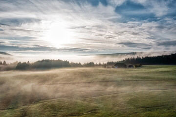 morning in the forest