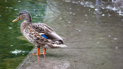 Stilvolles Bild mit Ente am Seeufer Wasser, nass alleine niemand