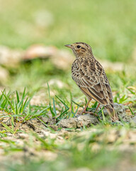 A Portrait of a Bush Lark sitting