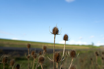 Dry plant in the field.