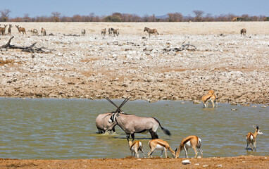 Oryx and springbok coolong down in a waterhole in Etosha National park, Namibia