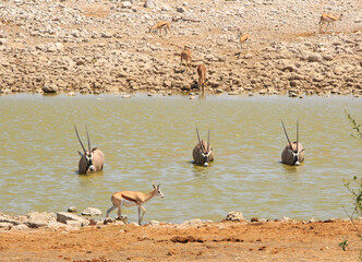 Three Oryx wallowing in water all facing forward towards camera. Etosha National Park, Namibia