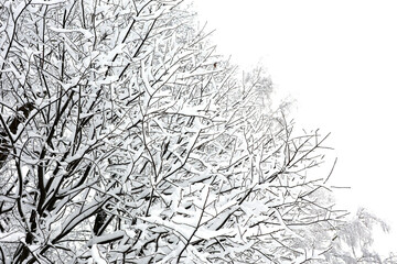 Forest in winter, snow covered tree branches. Nature after snowfall, cold weather