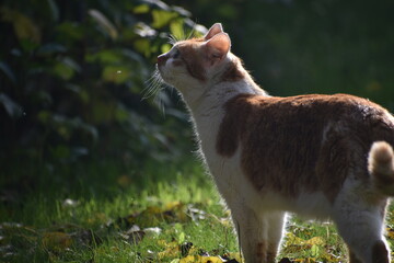 cat in the garden