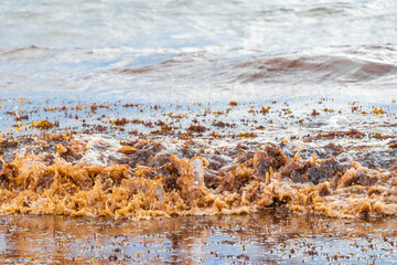 Very disgusting beach water with red seaweed sargazo Caribbean Mexico.