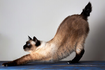 Yoga cat of Breed Mekong Bobtail without tail stretches herself elevating back, good morning.