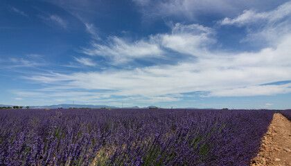 Valensole lavande