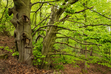 Gnarled old beech trees with many branches in a spring beech forest near Kleinenbremen,...