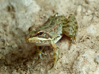 Iberian Green Frog. Pelophylax perezi.   