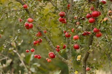 Scab disease of the apple tree and its fruits