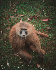 Retrato de papion de guinea mirando a cámara
