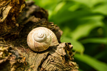 Shell of a roman or burgundy snail (Helix pomatia) on the a dead tree root in a forest, Germany