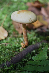 La Plaine 2 Octobre 2022
