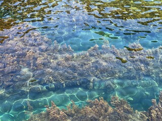 Crystal clear sea water with dense algae at the bottom.
