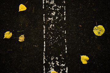 road with yellow leaves. beautiful autumn background