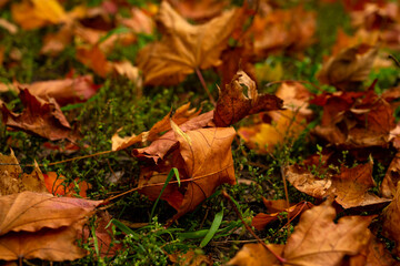fallen leaves.autumn background. Leaves lie on the ground in autumn. leaves on grass in autumn.
