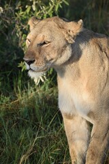 Obraz na płótnie Canvas lioness in the bush