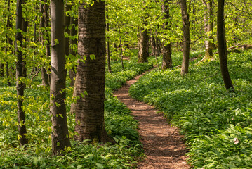 Spring forest scene with a winding path through fields of wild garlic (Allium ursinum), lined with...