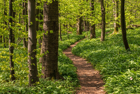 Spring forest scene with a winding path through fields of wild garlic (Allium ursinum), lined with beeches and other deciduous trees, Saubrink/Oberberg nature reserve, Ith, Ith-Hils-Weg, Germany