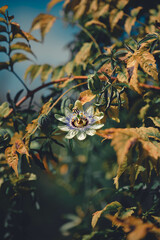 Una flor de colores en otoño