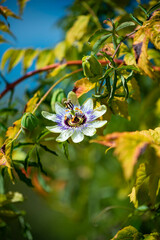 Una bonita flor de colores en plena primavera