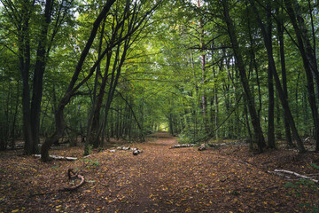 Piękna jesienna droga przez las
