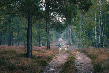 Leśną droga na wrzosowisku w polskim parku narodowym