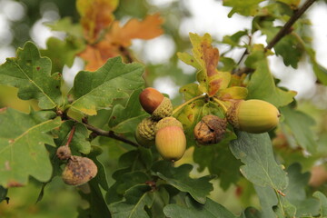 branches of an oak tree with acorns and leaves closeup in a forest in autumn