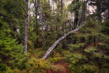 forest in autumn