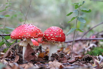 two beautiful red fungi with white dots closeup at the bottom with brown leaves in a forest in autumn