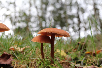 two beautiful little brown mushrooms in a green forest and a bokeh in the background