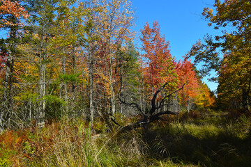 Fototapeta premium La Plaine 2 Octobre 2022