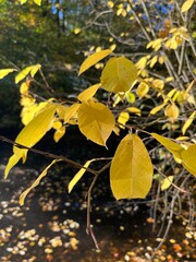 Obraz premium Autumn yellow leaves on the tree branches 