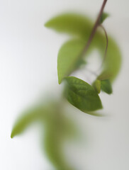 Close-up in an abstract blur filter of a passion flower branch with a bud on a light background.