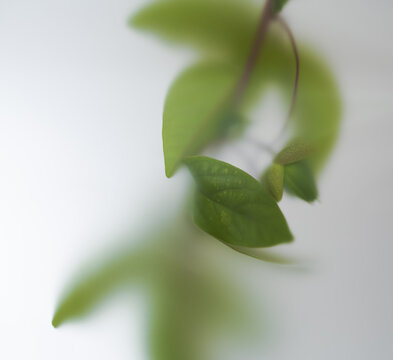beautiful branch of passion flower with leaves in abstract soft blur filter on light background
