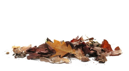 Pile rotten oak leaves isolated on white