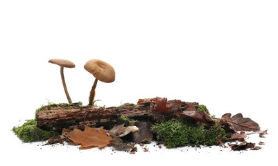 Green moss on rotten branch with mushroom isolated on white, side view