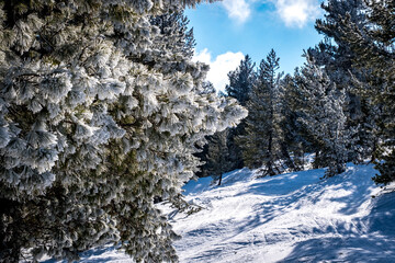 Winter landscape in Bansko, Bulgaria. Pine trees covered with frost on a sunny frosty day