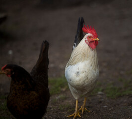 Detail of a small white chicken moving inside a chicken coop.
