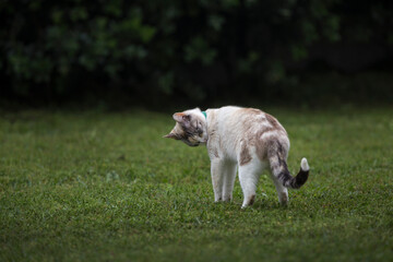 Detail of mature white cat in the middle of the garden with grass and green bushes.