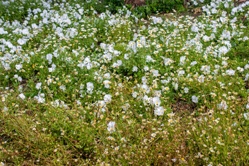 Amazing colorful Spring flowers in view