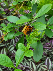 Orange Butterfly on Leaf