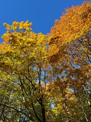 Autumn yellow trees in the blue sky, golden fall, natural colors