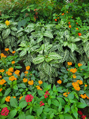 Plant and Orange Flower