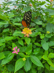 Monarch Butterfly on Yellow Flower