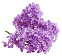 lilac flower isolated on white background, full depth of field, clipping path