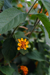 Fototapeta premium Orange Lantana camara flower, known as Spanish flag.