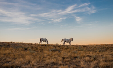 Fototapeta na wymiar herd of horses on the pasture