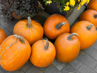 Composition of different pumpkins