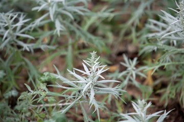 Naklejka na ściany i meble Leaves of a silver wormwood, Artemisia ludoviciana